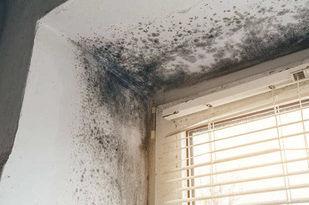Affordable Basement Mold Removal solutions in Mitchells, VA