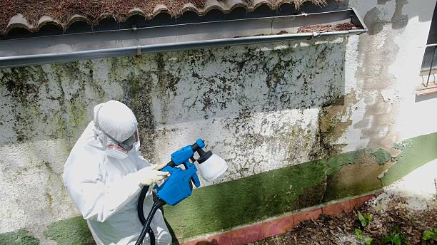 Top rated local Basement Mold Removal specialists in Mitchells, VA